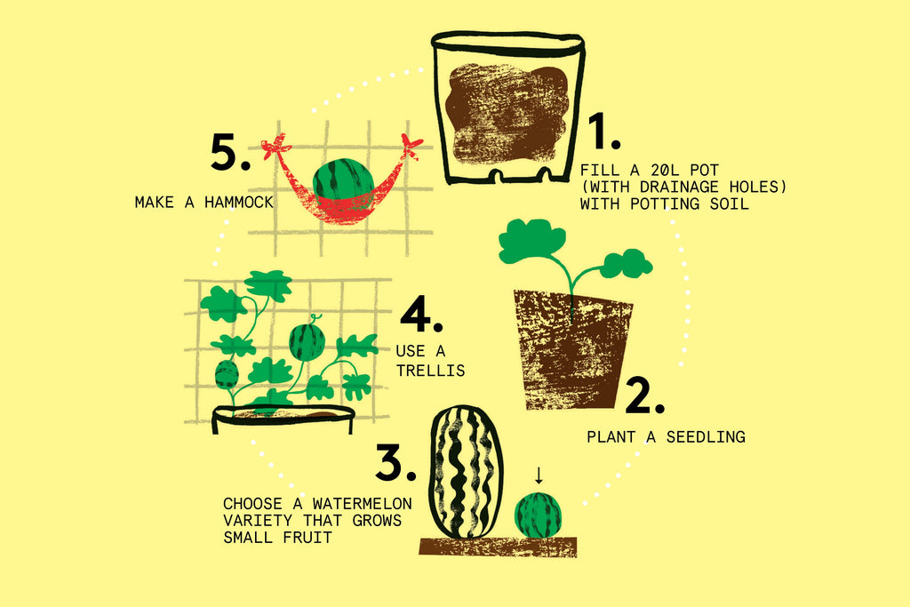 how to grow your own watermelon