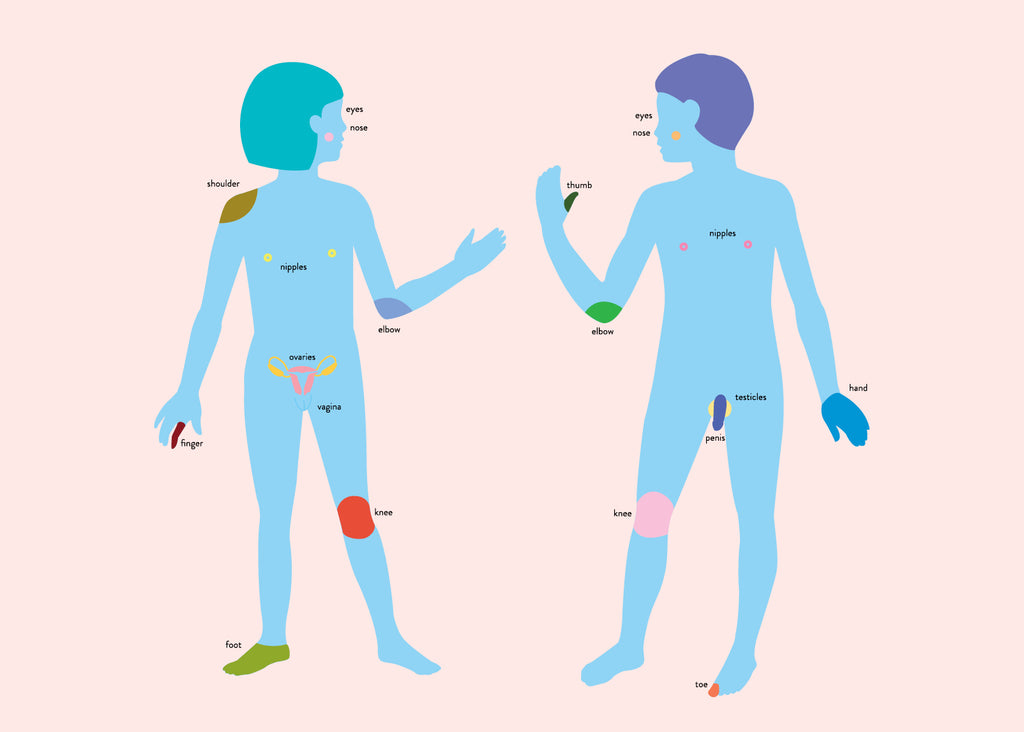 An illustration of a male and female body. Talking to kids about sex for Lunch Lady Magazine